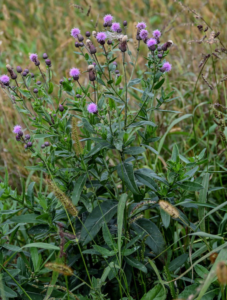 Image of Cirsium setosum specimen.