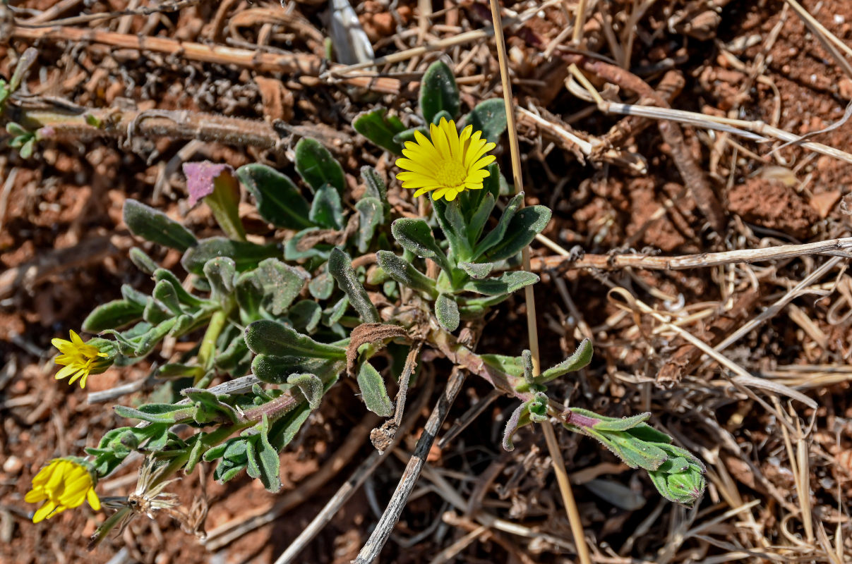 Image of genus Calendula specimen.