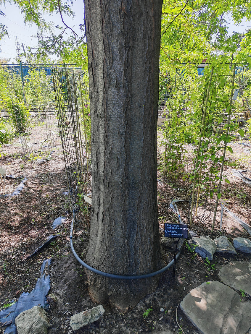 Image of Gleditsia triacanthos specimen.