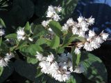 Deutzia × magnifica. Ветвь цветущего растения. Ульяновск, Заволжский р-н, посадка в частном секторе. 18.06.2026.