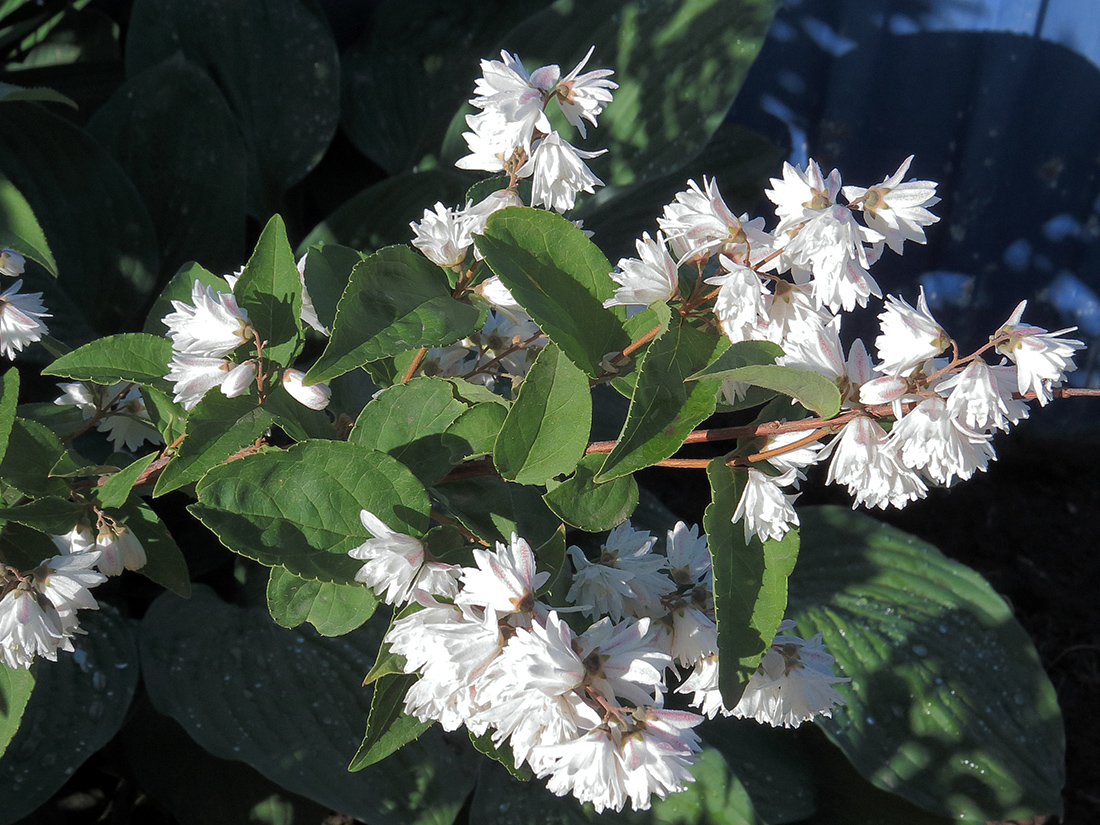 Image of Deutzia × magnifica specimen.