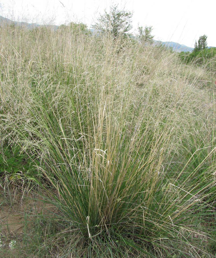 Image of Neotrinia splendens specimen.