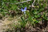 Scilla rosenii. Цветущее растение. Грузия, край Самцхе-Джавахети, Ниноцминдский муниципалитет, окр. с. Гандзани, юго-восточный склон горы Патара-Абули, выс. ок. 2400 м н.у.м., недольшой луг. 7 июня 2026 г.