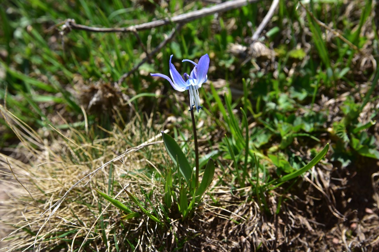 Изображение особи Scilla rosenii.