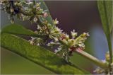 Dysphania ambrosioides. Соцветие. Московская обл., Раменский р-н, окр. дер. Хрипань, садовый участок. 10.07.2026.