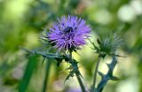 Galactites tomentosus