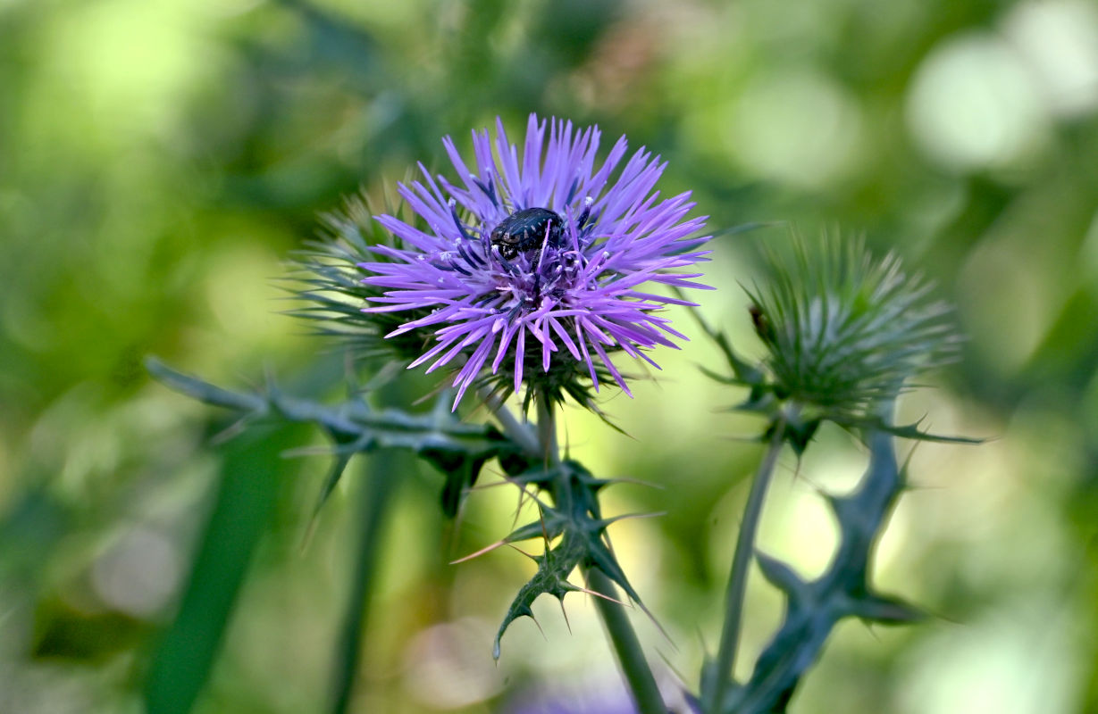 Image of Galactites tomentosus specimen.