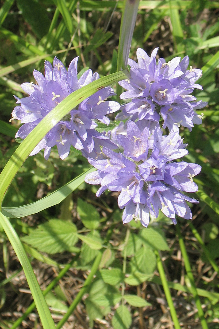 Изображение особи Campanula cervicaria.