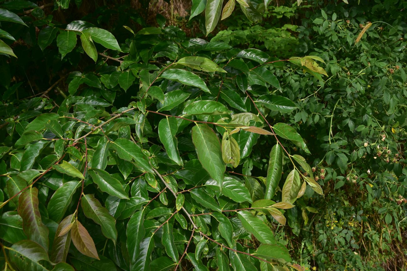 Изображение особи Diospyros lotus.