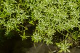 Callitriche palustris. Вегетирующие растения. Краснодарский край, Туапсинский р-н, дол. р. Пшенахо, разлив реки, на мелководье. 16.06.2026.
