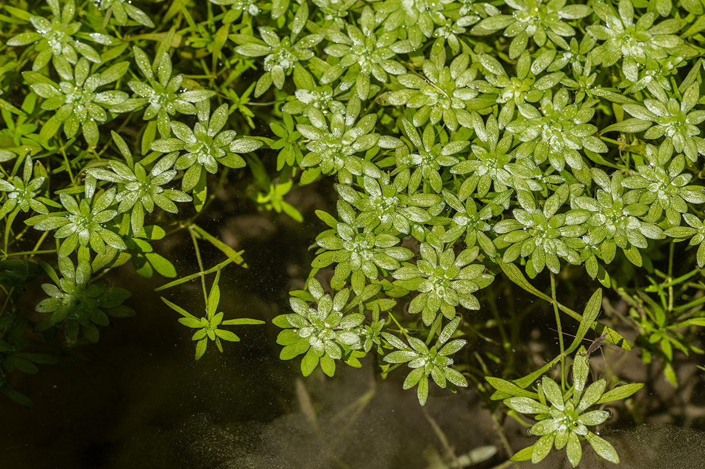 Изображение особи Callitriche palustris.