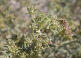 Echinophora spinosa. Отцветающие соцветия с сидящим пауком-крабом. Испания, Каталония, пров. Жирона, комарка Баш Эмпорда, муниципалитет Тороэлья-де-Монгри, пляж Фонольера (la Fonollera), переходная зона между маршевым лугом и формирующейся дюной. 11.09.2026.