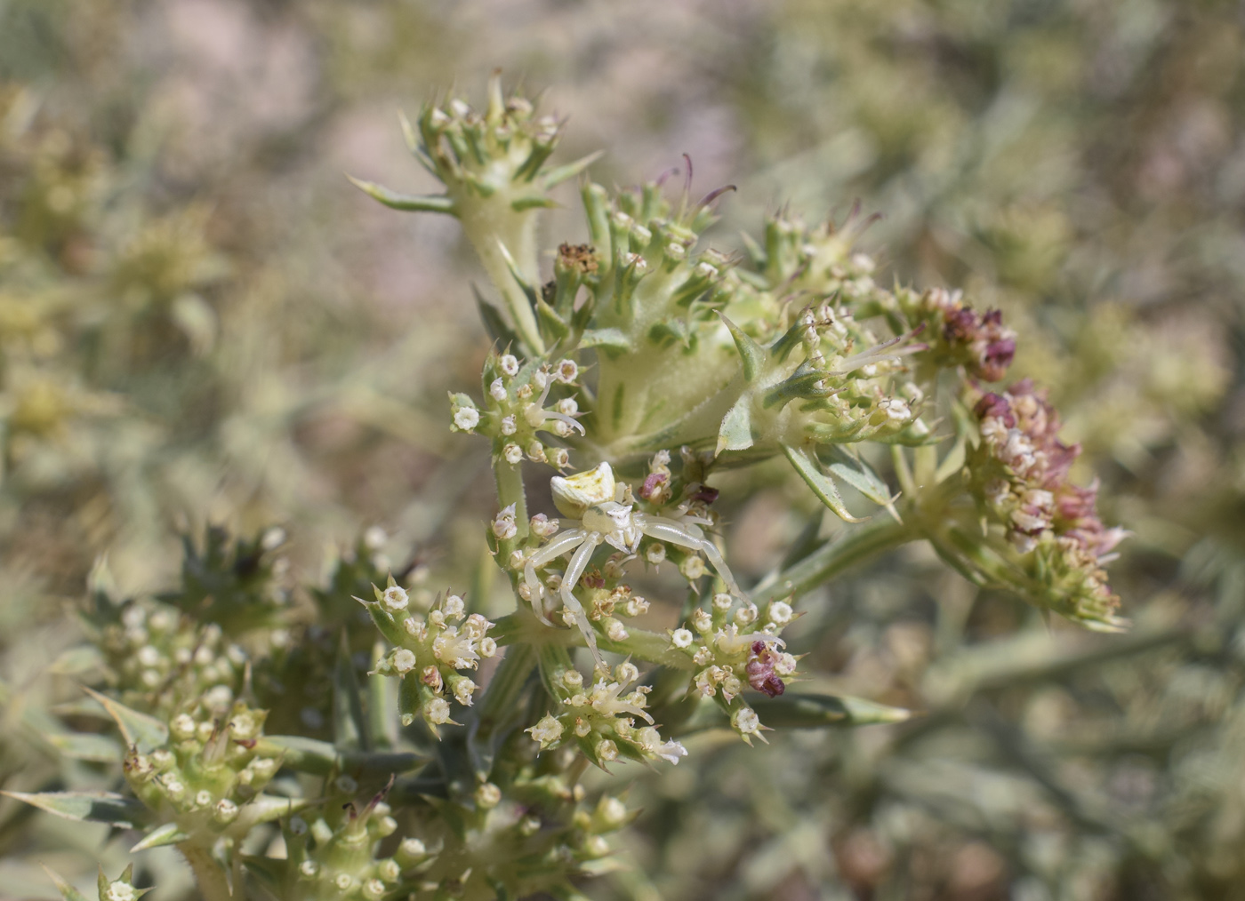 Image of Echinophora spinosa specimen.