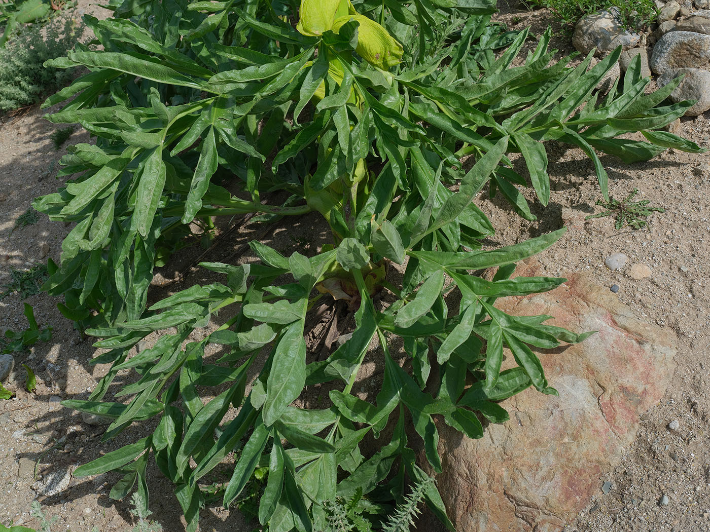Image of Ferula foetidissima specimen.