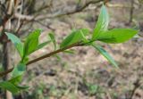 Salix &times; meyeriana