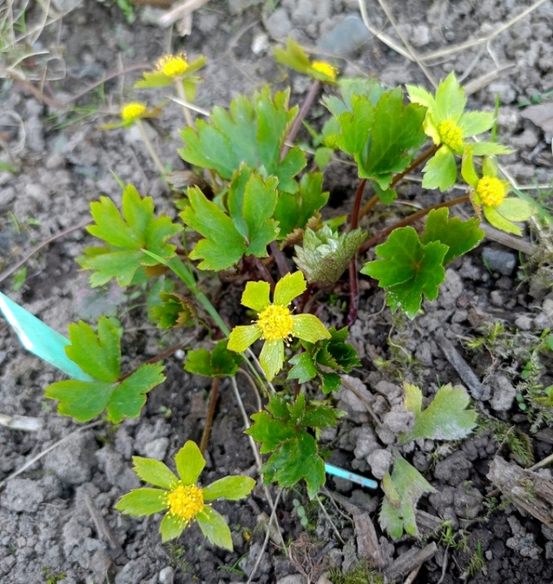 Изображение особи Hacquetia epipactis.