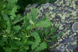 genus Quercus. Листья. Турция, ил Артвин, р-н Юсуфели, выше дер. Гюльпынар, выс. 1745 м н.у.м., склон. 13 июня 2026 г.