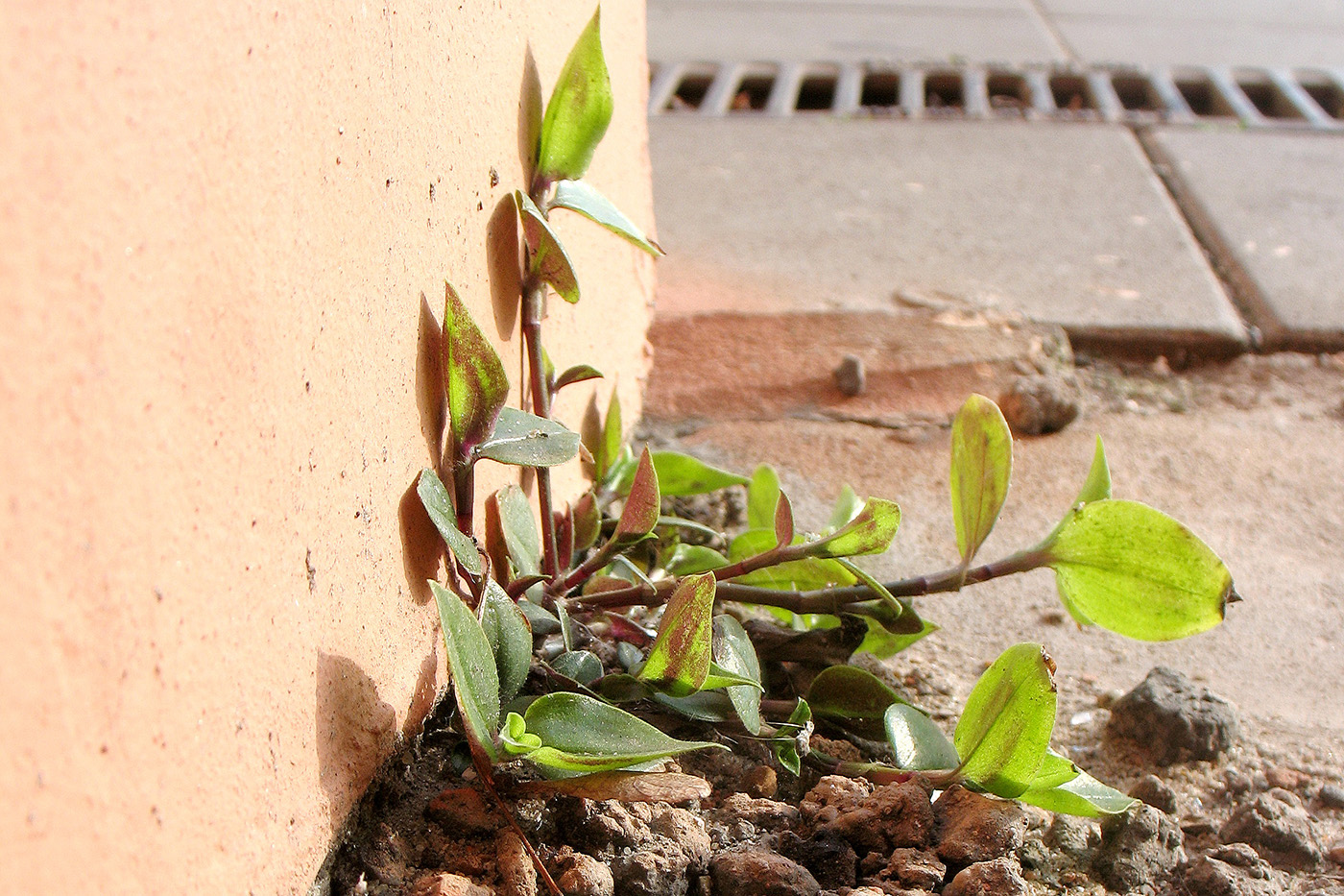 Изображение особи Tradescantia fluminensis.