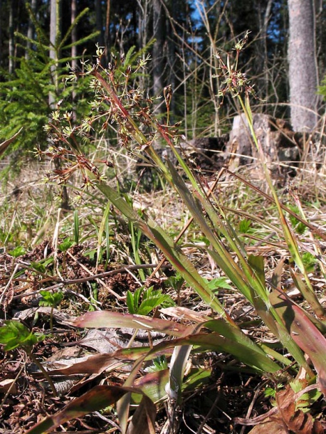 Image of Luzula pilosa specimen.