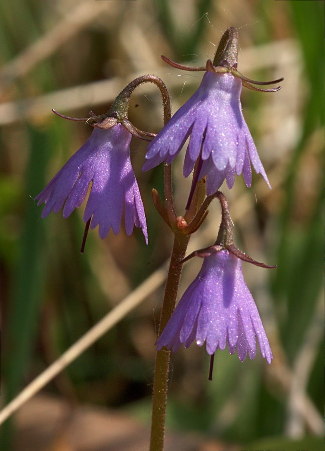 Изображение особи Soldanella hungarica.