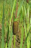 Typha elata. Верхушка побега с соплодием (внизу), отцветшим мужским соцветием (вверху) и листья. Ярославская обл., Гаврило-Ямский р-н, окр. с. Шопша, придорожная низина. 17.07.2010.