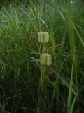 Fritillaria ruthenica. Верхушка плодоносящего растения. Курская обл., Кореневский р-н, склон балки. 05.06.2011.