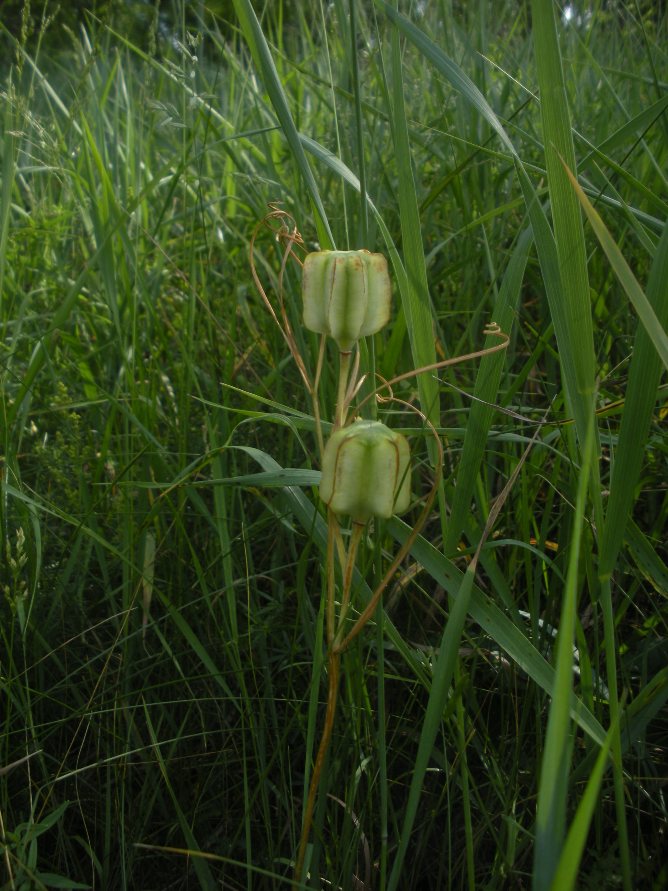 Изображение особи Fritillaria ruthenica.