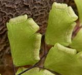 Adiantum capillus-veneris