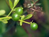 Jasminum fruticans. Незрелые плоды. Новороссийский район, окрестности Абрау-Дюрсо, у дороги. 29.07.2005.