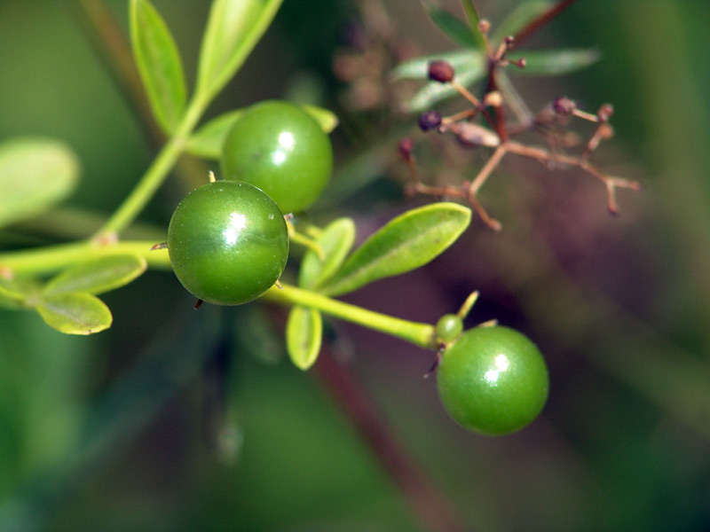 Image of Jasminum fruticans specimen.