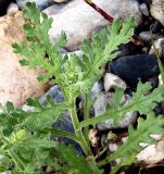 Senecio viscosus