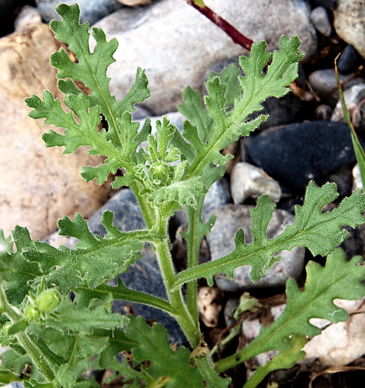 Image of Senecio viscosus specimen.