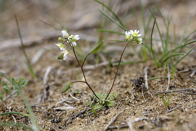 Изображение особи Erophila verna.