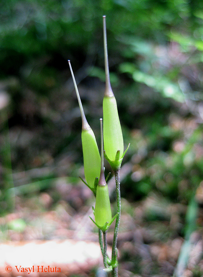 Image of Soldanella montana specimen.