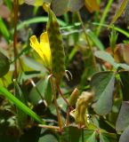 Oxalis stricta. Плод. Ростовская обл., г. Азов, во дворе. 23 июня 2011 г.