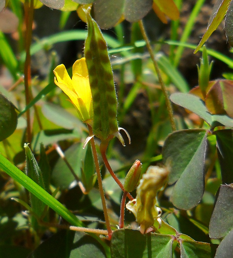 Изображение особи Oxalis stricta.