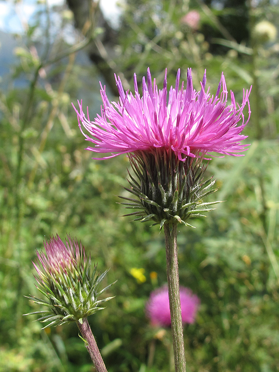 Image of genus Carduus specimen.