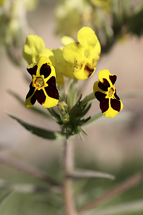 Изображение особи Arnebia coerulea.