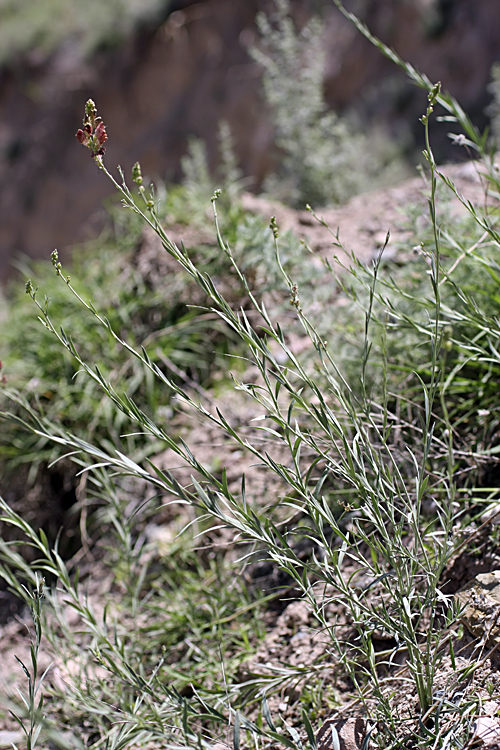 Image of Linaria popovii specimen.