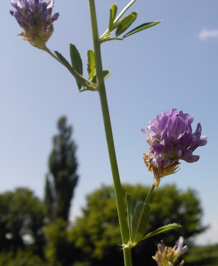 Изображение особи Medicago sativa.