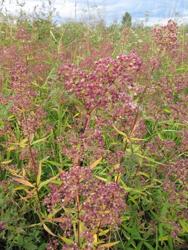 Image of Galium boreale specimen.