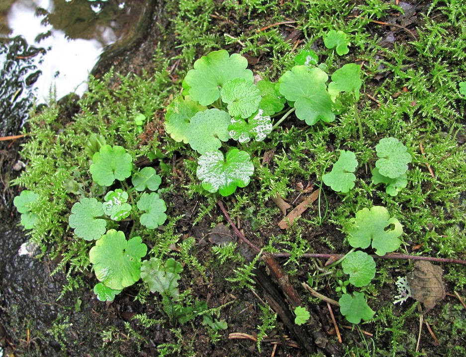 Image of Chrysosplenium alternifolium specimen.
