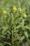 Rorippa sylvestris