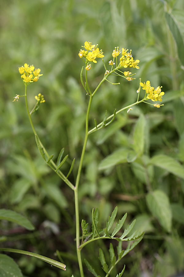 Изображение особи Rorippa sylvestris.