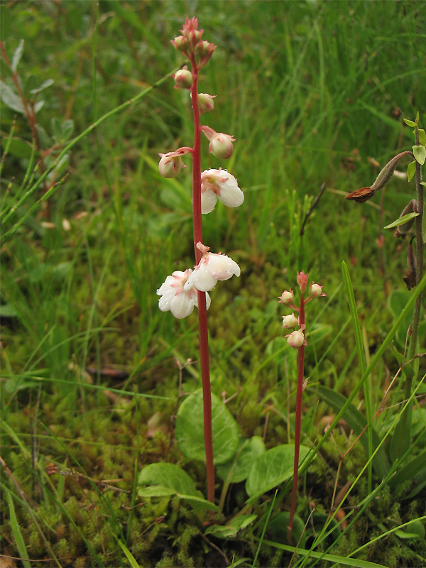 Изображение особи Pyrola rotundifolia ssp. maritima.