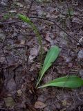 Platanthera bifolia. Растение с бутонами. Курская обл., Железногорский р-н, лес у фабрики окомкования МГОКа. 28 мая 2008 г.