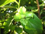 Diospyros kaki