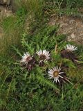 Carlina acaulis. Цветущие растения на каменистом горном склоне. Украина, Закарпатская обл., Раховский р-н, 1800 м н.у.м. 27 августа 2008 г.