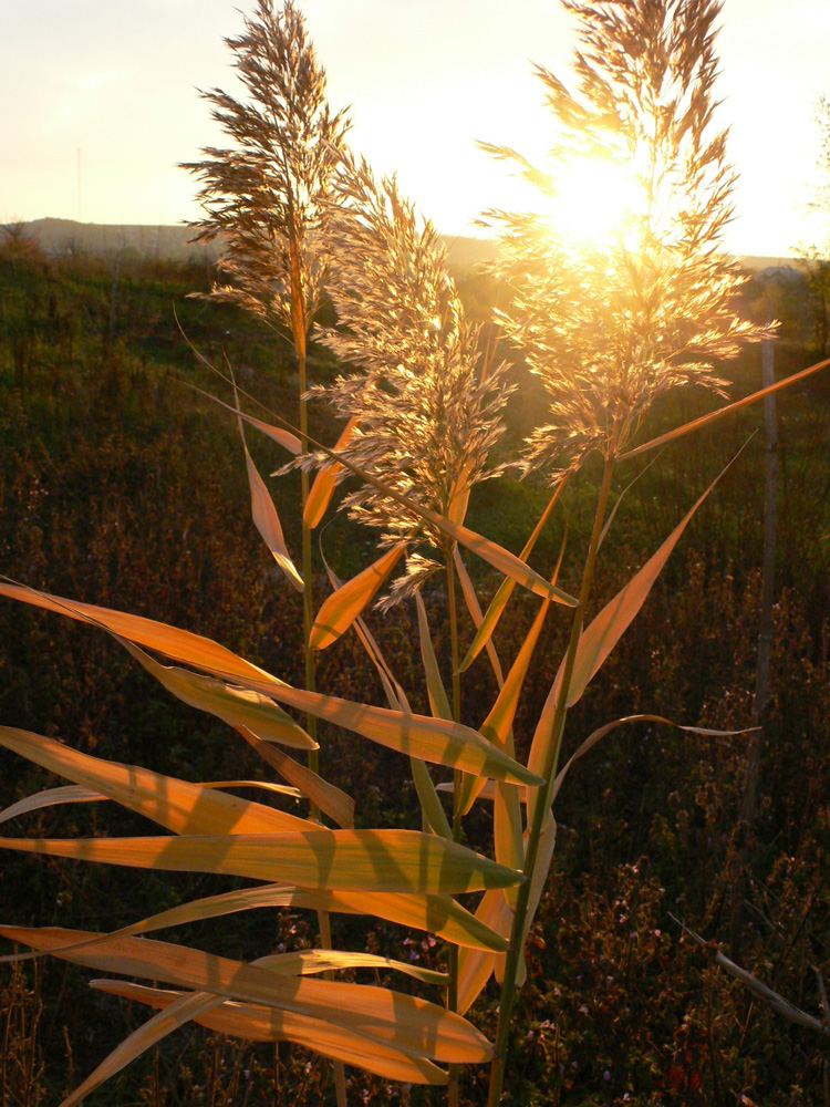 Изображение особи Phragmites australis.