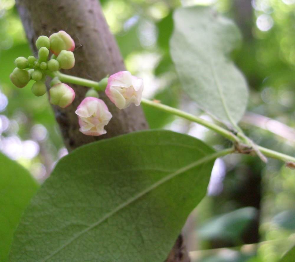 Image of Symphoricarpos albus var. laevigatus specimen.